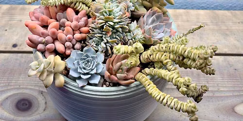Eclectic Succulent Arrangement Workshop