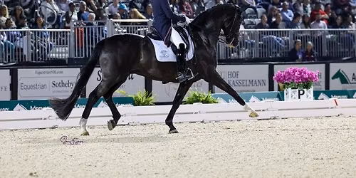 \u2728 Friday Night Stars - CDI4* Grand Prix