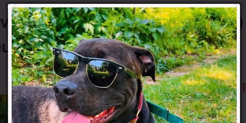 Day At The Park With Pawfect 