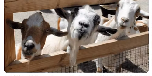 Petting Zoo in the Park