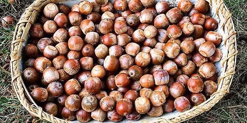 Introduction to Acorns (FREE!)