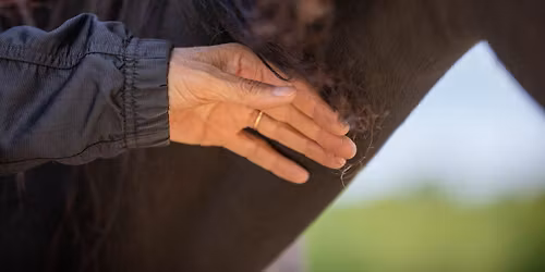 Family Fun Day ~ An equine experience for the entire family