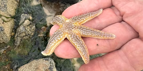 Morning rockpooling for adults