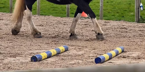 Pole Clinic - Sutton Farm Livery