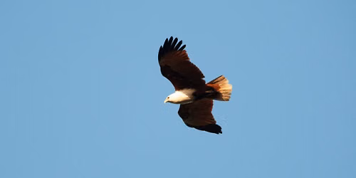 ID It! Birds