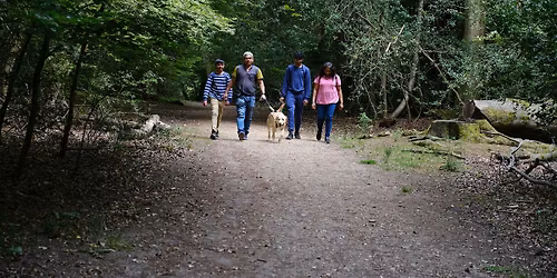 Waggy Walks - Burnham Beeches