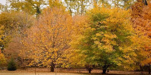 Fall Arboretum Tour