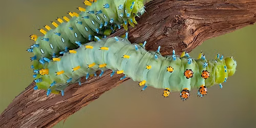 Caterpillars Up Close