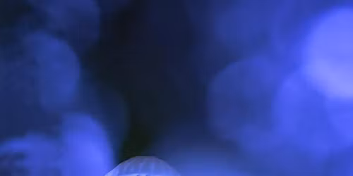 Fotografieworkshop Creatief met Paddenstoelen