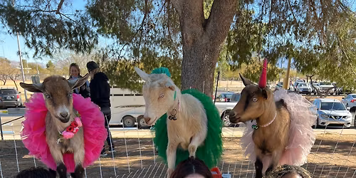 Goat Yoga with Goats of Tucson 9am Udall Park