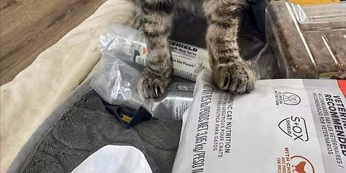 High Tea Cat Chillin\u2019 Zone Brentwood