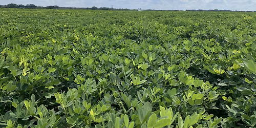 2026 Regional Peanut Field Day