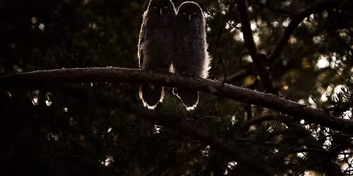 Natts\u00e5ngare i Uppland