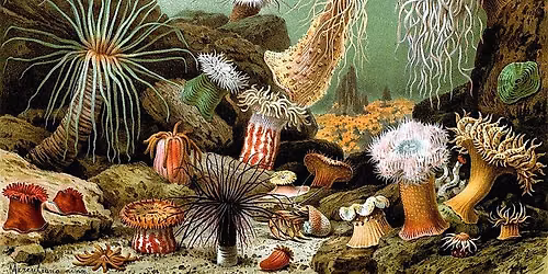 Marine Bioblitz: Citizen Science: Adult Program, Free Event!