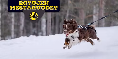 Rotujen mestaruudet 2026