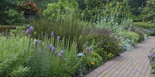 Designing Stunning Spaces with Native Plants: From Species to Space