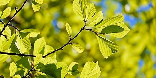 Tree Identification Walking Tour