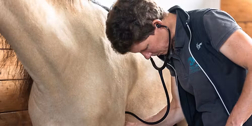 Das geriatrische Pferd