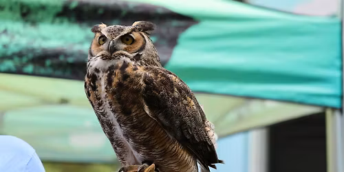 BLACK BIRDERS WEEK: Feathered Friends Meet and Greet