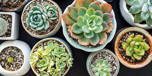 Plant BINGO!
