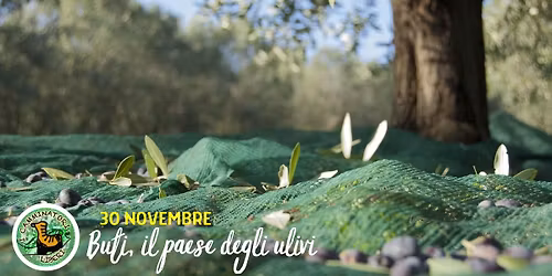 Buti, il paese degli olivi