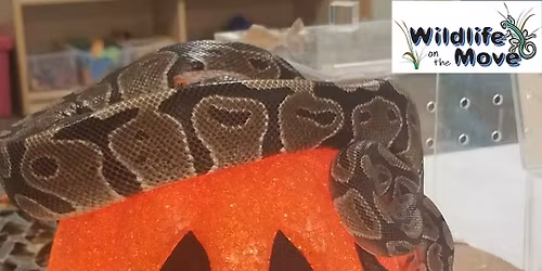 Wildlife On The Move Providing LIVE Animal Encounter Photo Booth for Halloween Event (Denton, TX)