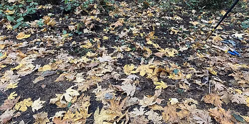 Fall Plant ID Walk