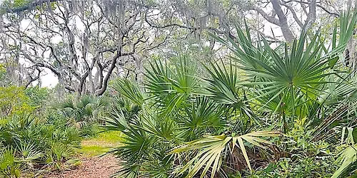 Reddie Point Outing - Florida Young Birders Club (NE Florida Chapter)