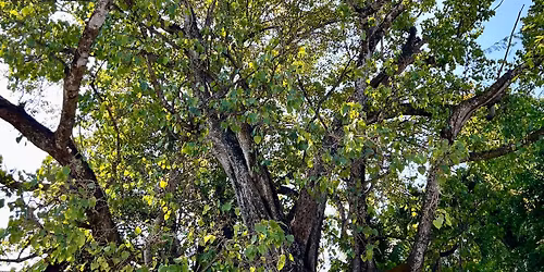 Sanctuary of Abundance