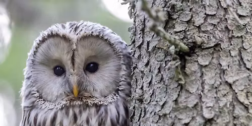 Whoo Ate What?!