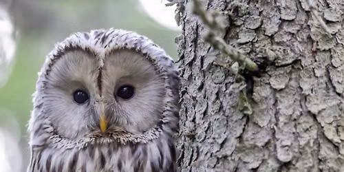 Whoo Ate What?!
