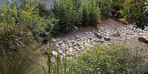 Rain Gardens 101: Simple Solutions for Stormwater