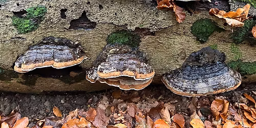 BOLLER og kakao - ca. 5 km