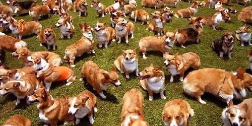 Calling all Corgis!! Corgi Paw-ty!