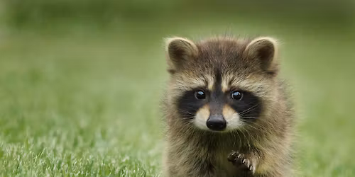 Table at  Wildlife Coexistence Day In Issaquah