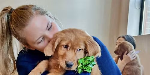 Puppy Yoga USA  - Seattle, Wa