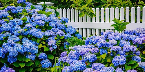 Growing Hydrangeas with Hydrangeas Plus at Stark