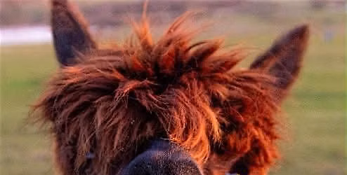 Pilates and Pacas