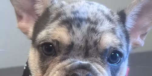 Pictures with the Grinch!