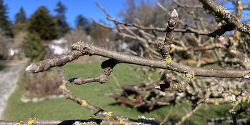 Spring Fruit Tree Grafting