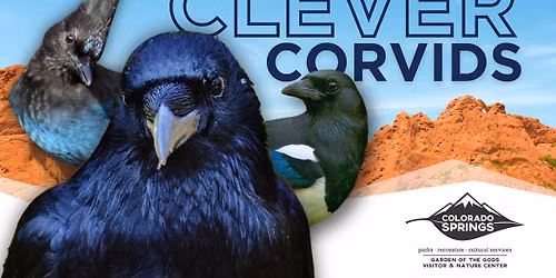 Clever Corvids