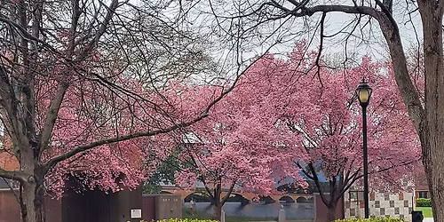 Park Trees of Tomorrow                             Dickinson Square  Park & Jefferson Square Park