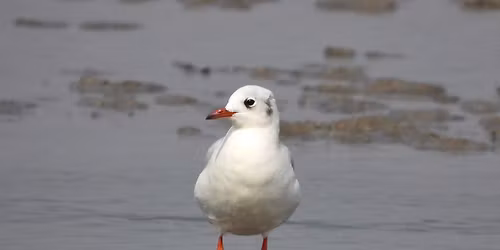 Birds for beginners at Maharashtra Nature Park