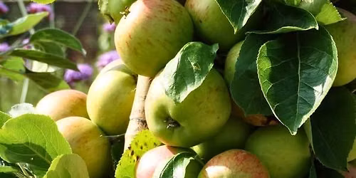 Heritage Apple Day at Lydiard Park