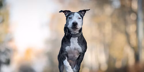 Bull Sport Challenge 2026\/2