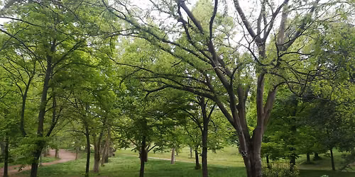 Benessere in Natura: Incontri di Mindfulness a Villa Borghese con la Psicol