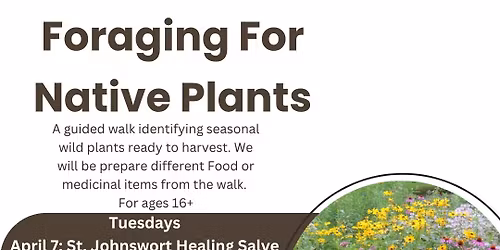 Foraging For Native Plants 