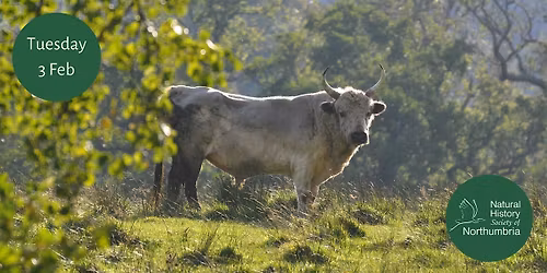 Wild Cattle of Chillingham Castle
