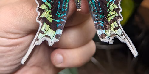 Insect Pinning Class: Green-Banded Urania Moth