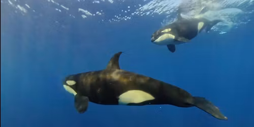 Sea of Cortez - Orcas & Mobulas